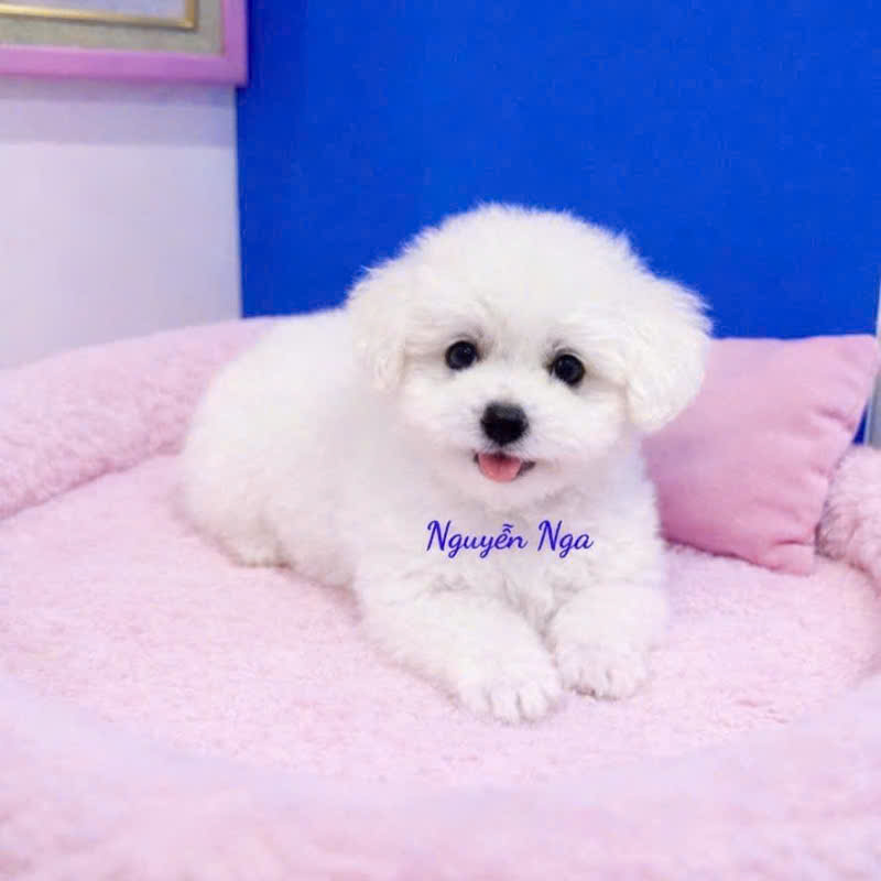 Chó Poodle Trắng - PDT 15019